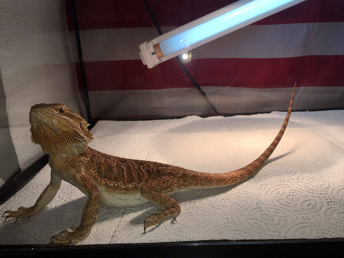 Can t Seem To Get Rid Of Coccidia Bearded Dragon Org